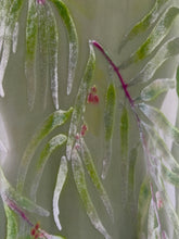 Load image into Gallery viewer, Sage Green devoré Velvet Eucalyptus Leaves Scarf/Shawl